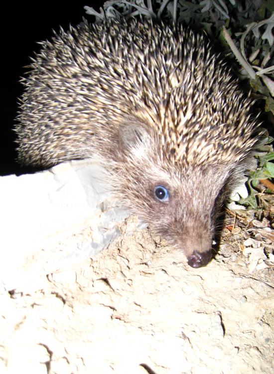 Erinaceus concolor in Turchia